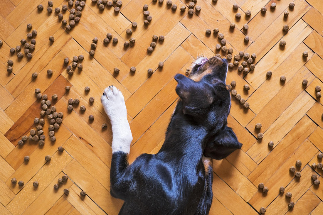 Mi perro vomita el pienso sin digerir: perro tumbado junto a pienso esparcido por el suelo