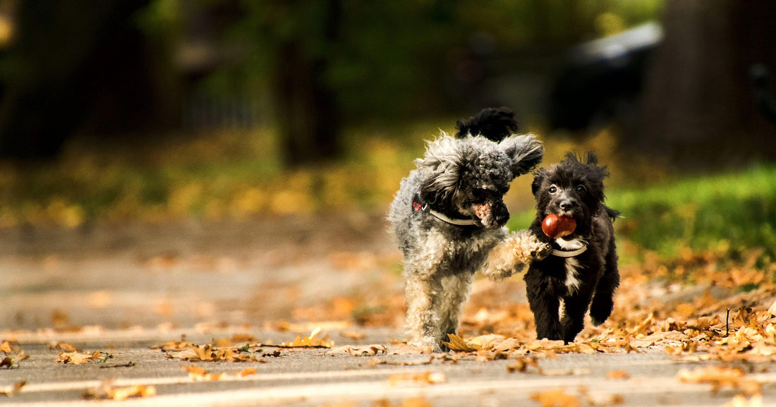 ¿Pueden los perros comer castañas? Perro con una castaña de Indias en la boca en otoño