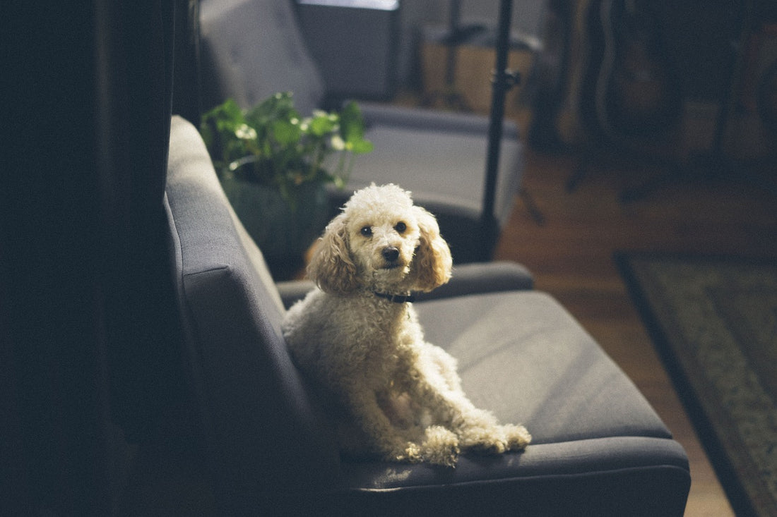 Perro tumbado en el sofá del salón, ideas para entretener al perro en casa