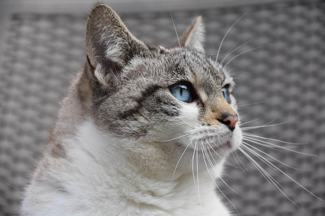 Cómo quitar los pelos de gato de la ropa: gato tumbado sobre prendas
