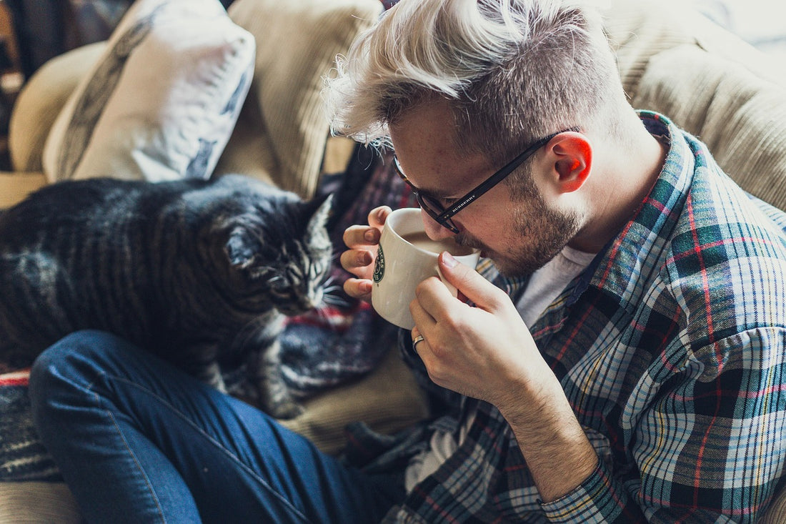 C&oacute;mo quitar el pelo del sof&aacute; donde descansa un perro