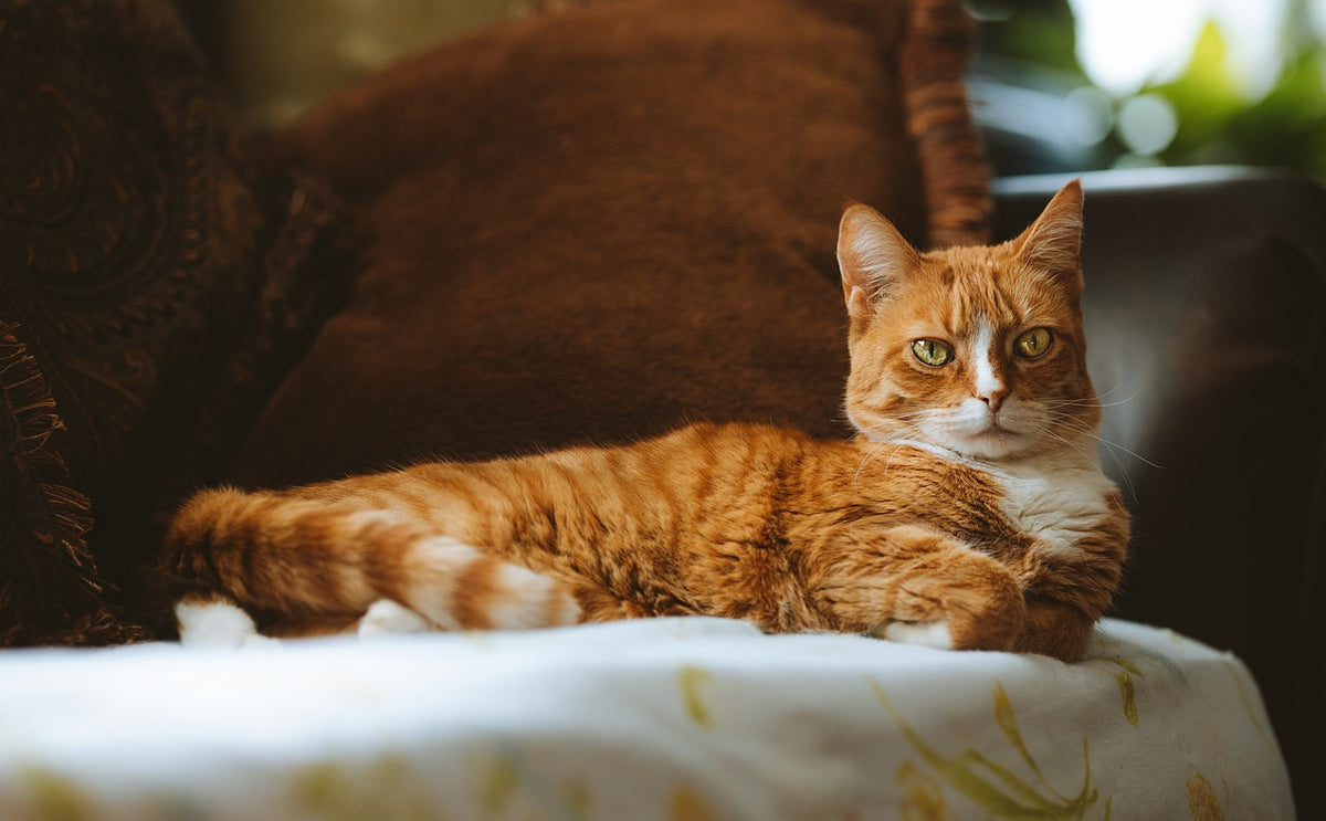 Gato en el salón de casa cuando el arenero del gato huele mal