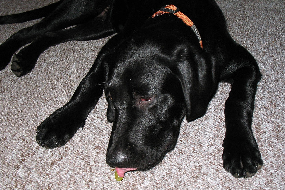 Perro comiendo despacio, c&oacute;mo hacer que mi perro coma m&aacute;s despacio
