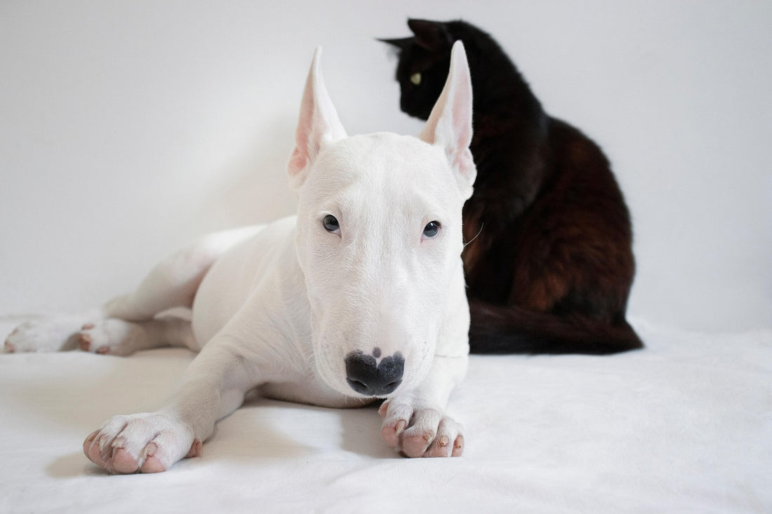 Perro y gato juntos en casa el Día Mundial de los Animales