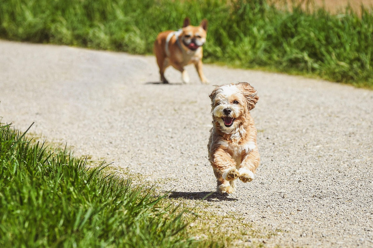 Por qu&eacute; mi perro ladra mucho: perro ladrando al aire libre en el jard&iacute;n