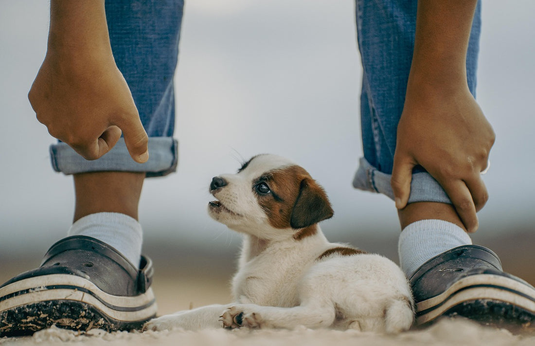 Perro pequeño que tiembla acurrucado, ejemplo de por qué mi perro tiembla