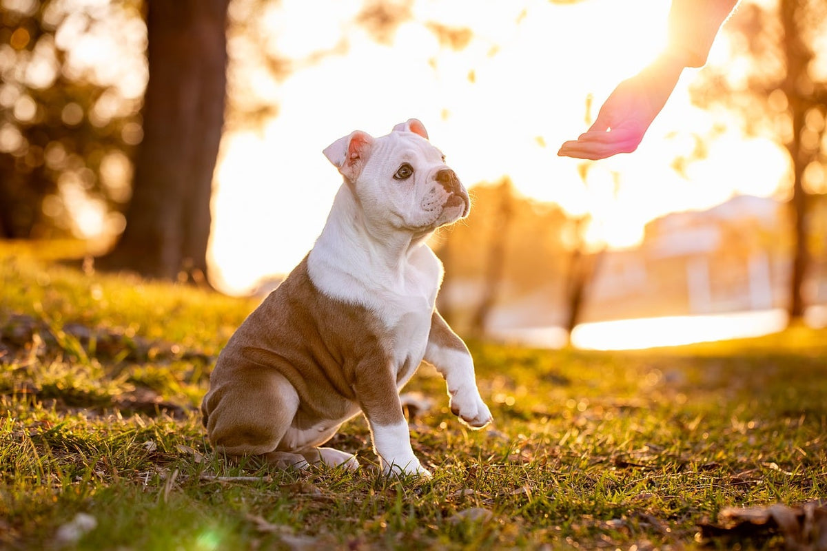 Cómo educar a un cachorro con paciencia y refuerzo positivo