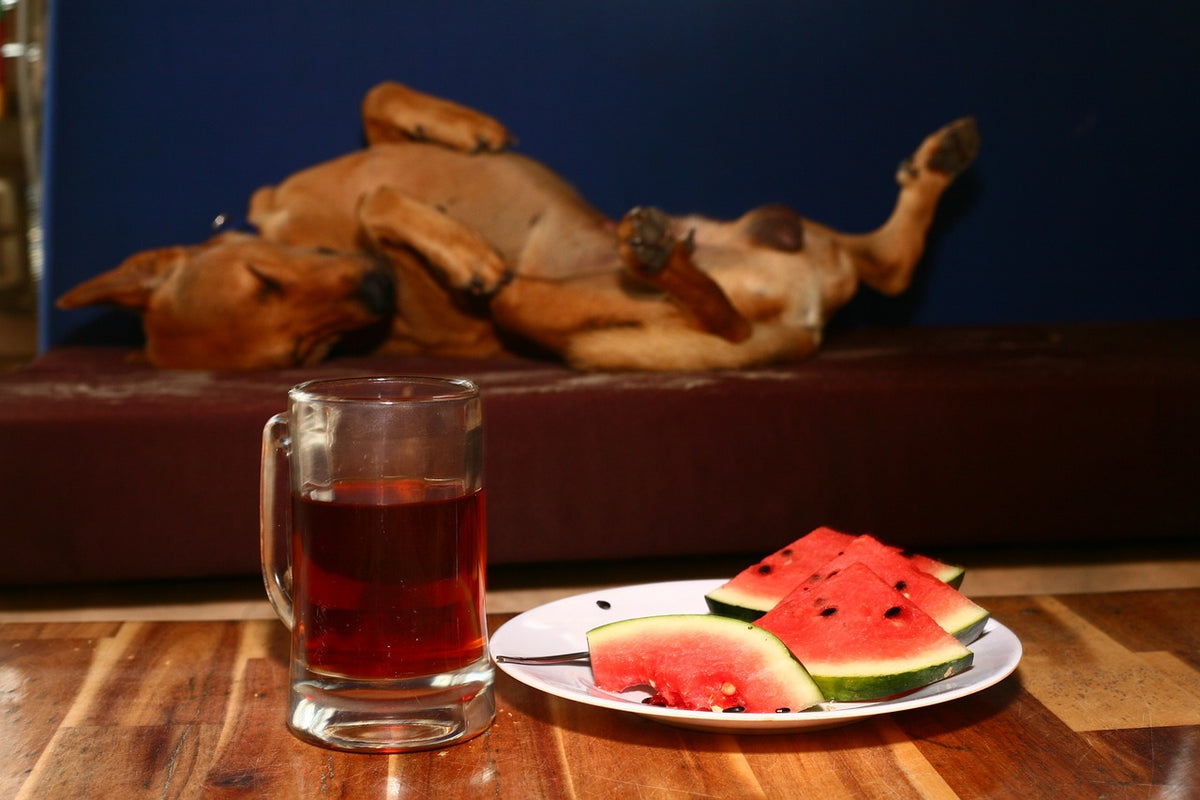 Perro junto a una sandía: qué frutas pueden comer los perros