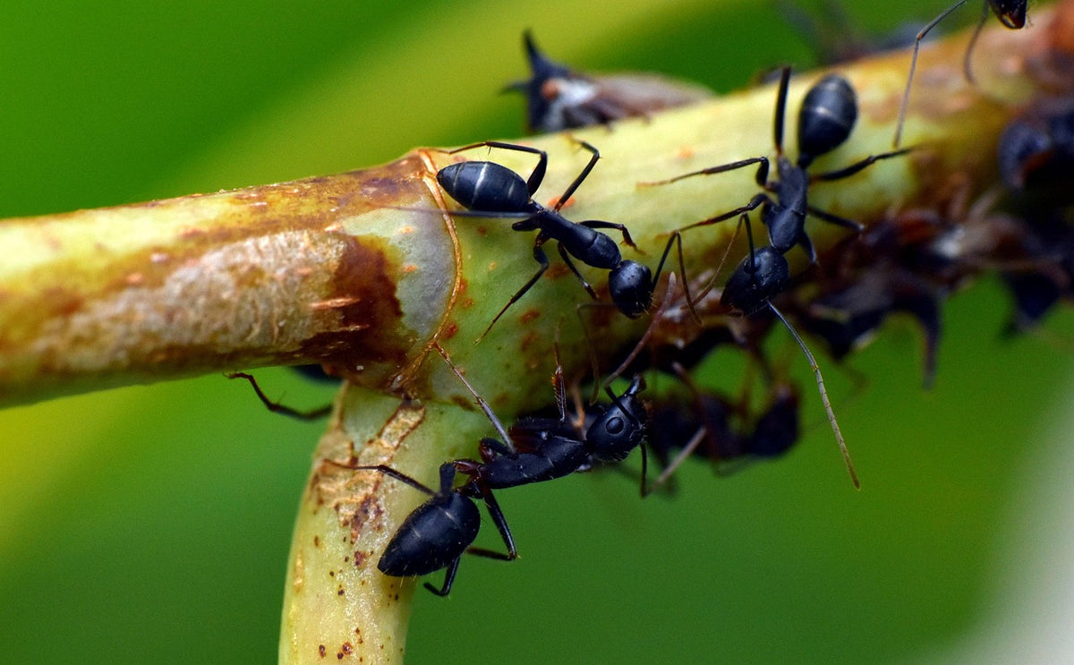 Cómo eliminar las hormigas de casa: hormiga negra de jardín en una superficie
