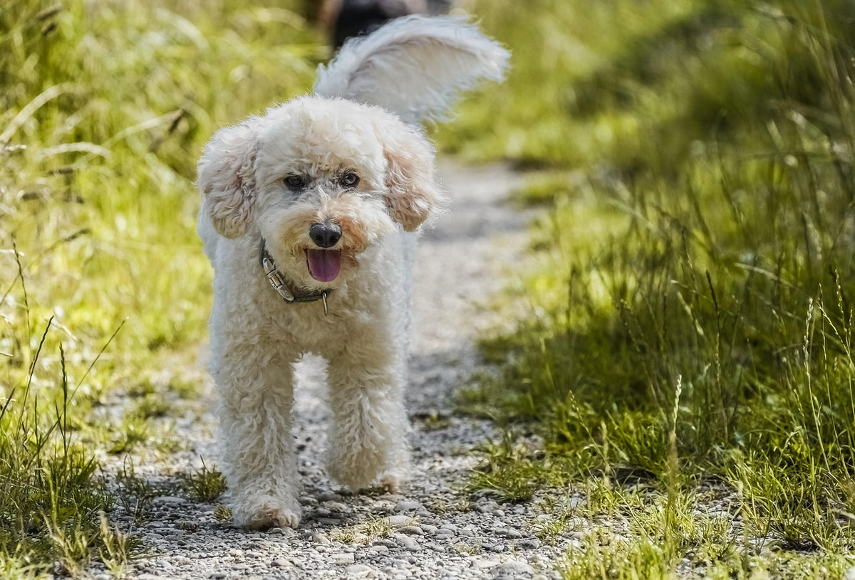 Perro jugando en la hierba, zona de riesgo para quitar garrapatas a un perro