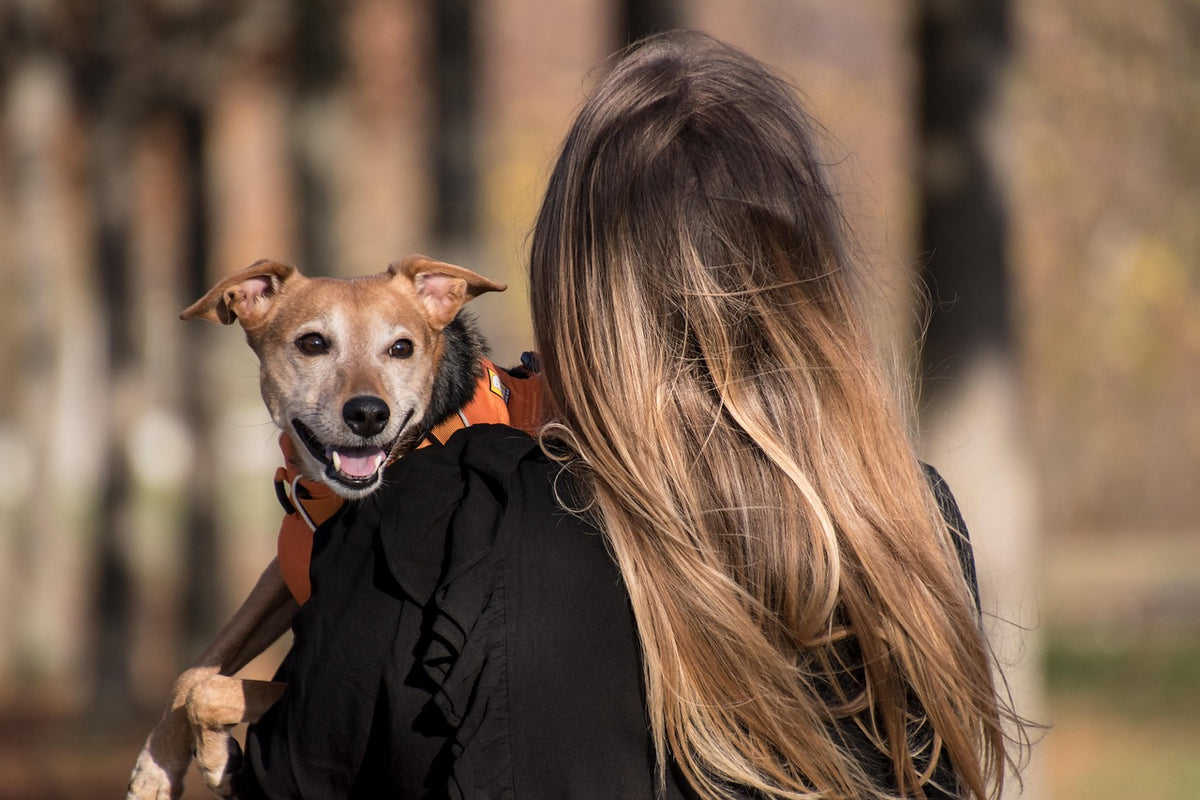 Por qu&eacute; mi perro me sigue a todas partes: perro caminando junto a su due&ntilde;a