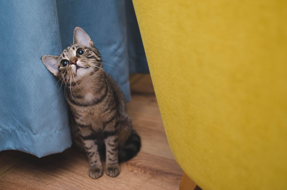Cómo cepillar a un gato: gato atigrado en casa junto a una cortina