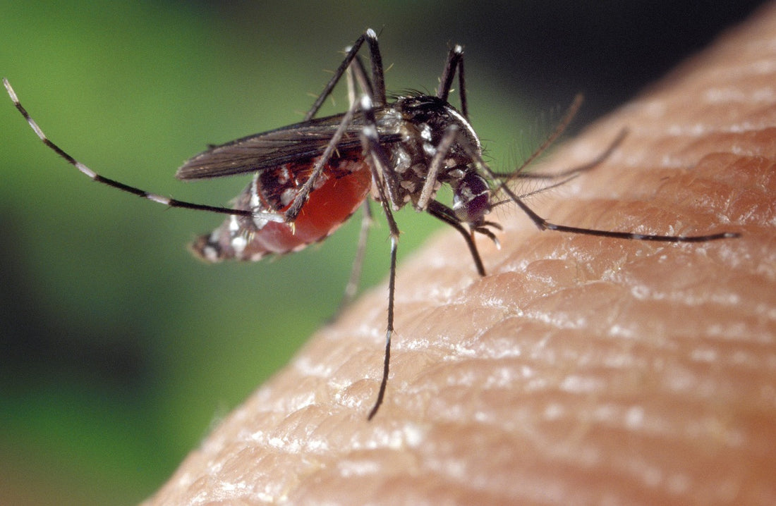 Cómo eliminar los mosquitos de casa: mosquito posado de cerca