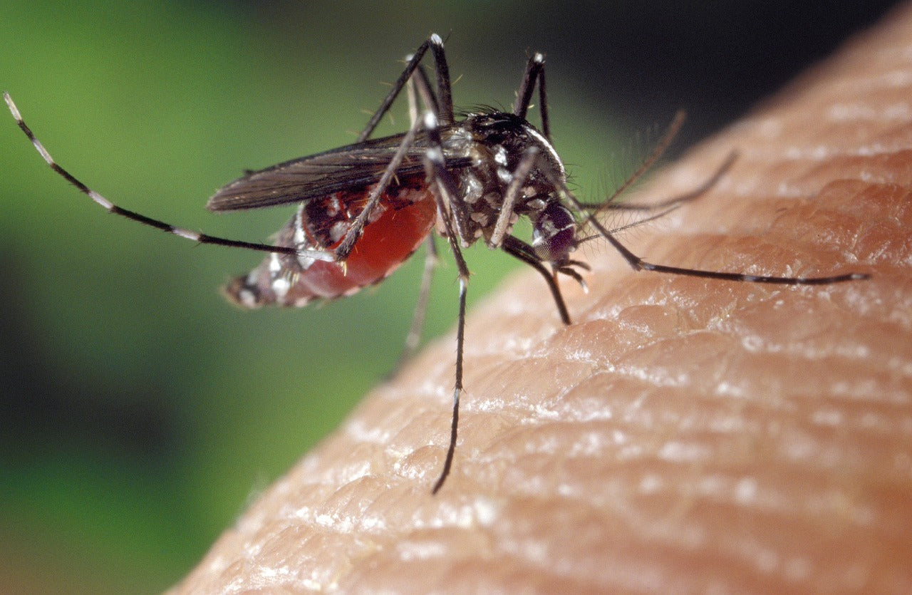 Cómo eliminar los mosquitos de casa: mosquito posado de cerca