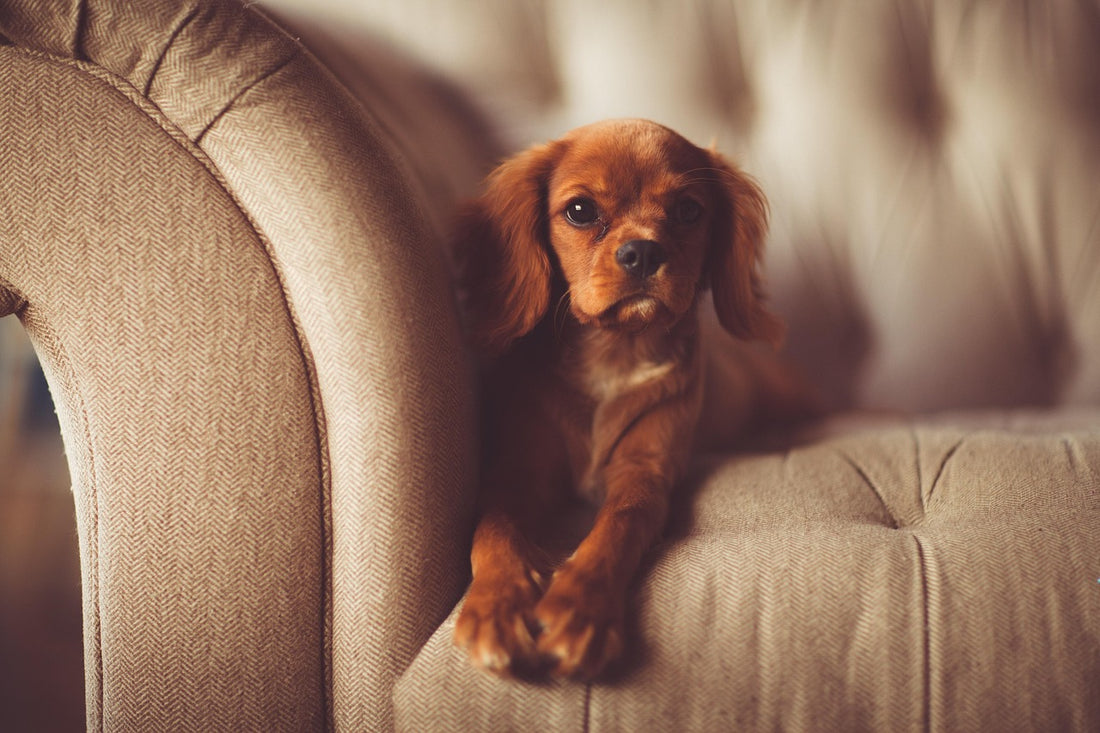 Perro en el sofá: cómo quitar pelos de mascota de la tapicería